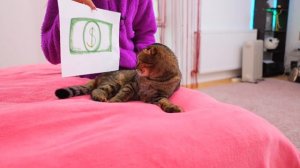 КОШКА УСТРОИЛА КРУТОЕ ВОЛШЕБНОЕ ПРЕВРАЩЕНИЕ