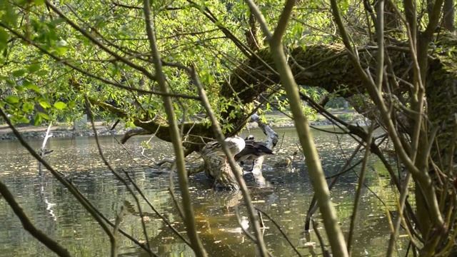 Дортмунд. Птицы озера Grünanlage "An den Teichen" смотреть онлайн