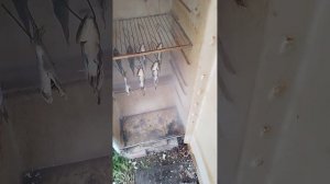 Самый простой Дымогенератор для Холодного копчения #дымогенератор #коптильня #своимируками #рыба