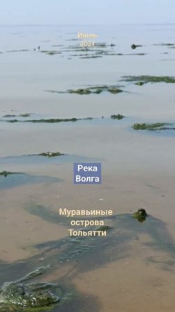 Йоу, вот как Волга река зацвела.Тольятти#shorts-RUTUBE