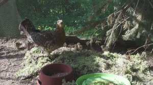 глухарка "Дикая" с выводком