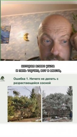 Ошибки при обрезке сосен и формировании из них ниваки. Часть 1