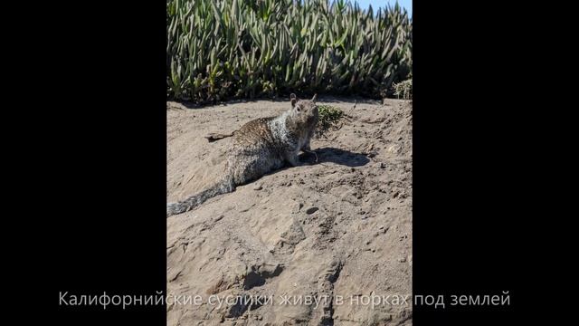 Калифорнийский суслик (земленая белка) смотреть онлайн