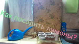 Как посадить лимоны?