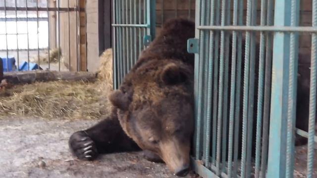 Потапка смотреть онлайн