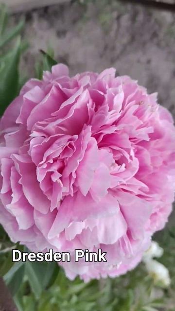 Dresden Pink #peony смотреть онлайн