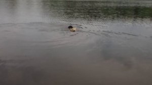 Корги пемброк плавает в любую погоду. Corgi likes swimming!