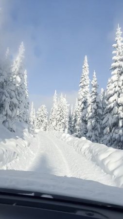 Где растет кедр в Сибири