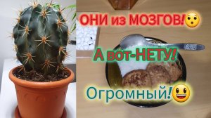 13.02.2024 ОН размером С ГОЛОВУ!🙉ТАК только МАМА может!😆😝КОТЛЕТЫ из МОЗГОВ!🤭😧