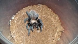 Gorby Exotics - Tarantula Feeding Video 093 (Brachypelma albiceps)