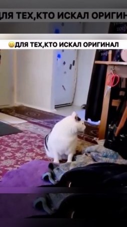 ОРИГИНАЛЬНОЕ ВИДЕО КОТА ИЗ ТИК ТОКА который мяукает   МЯУКАЮЩИЙ КОТ ИЗ ТИК ТОКА   оригинальное виде