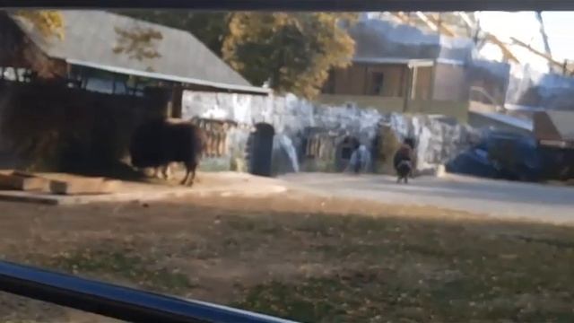 Московский Зоопарк 🦍 смотреть онлайн