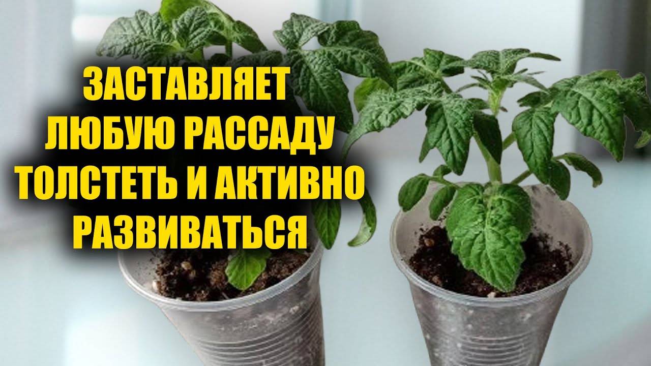 🌱✨ Бабушкин метод: крепкая и коренастая рассада за 2 дня! 🍅🌿