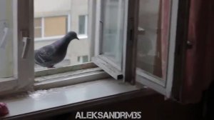 Слишком Наглый голубь!! #2