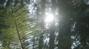 'Древлегорск' 'Оять' 'Радость' 'Завершение (переход к)'