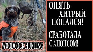 Дратхаар по вальдшнепу.ЗА 2 ЧАСА ДО ТЕМНОТЫ охота с легавой.