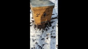 У нас первый очистительный облет. Очередная фаза зимовки.