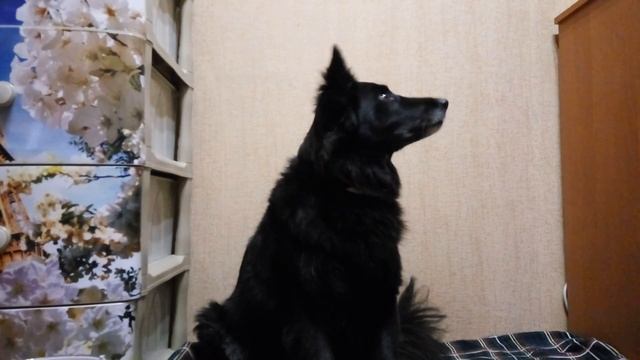 Кликер дрессировка. Команда "Скажи да"