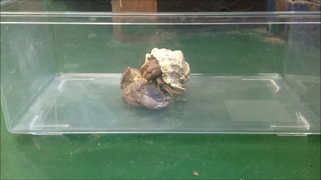 Hermit Crab смотреть онлайн