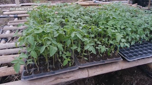 Tanam Tomat Satu Baris : Jarak Tanam Rapat Buah Lebih Lebat? смотреть онлайн