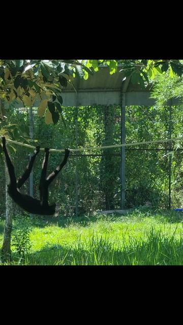 Гибон лазит по деревьям