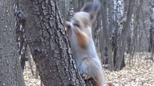 'Древлегорск' 'Оять' 'Радость' 'Осень (переход к)'