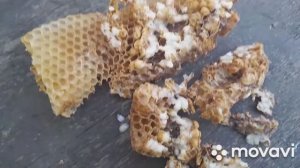 СКОЛЬКО КЛЕЩА В ТРУТНЕ. Раздаем маточники в семьи. 23.04.2023 #пчелы #пчеловодство #пасека #трутни