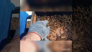 Количество подмора у серой горной кавказской пчелы. Зимний расплод.