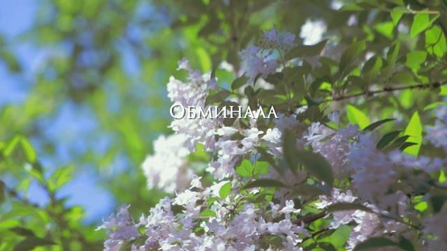 Олег Винник - Тая-Тай (Lyric Video) смотреть онлайн