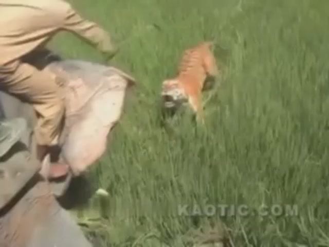 И такое бывает в Индии, кошка не довольная смотреть онлайн