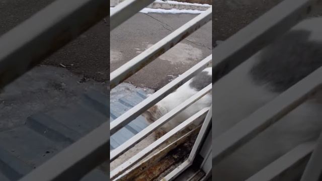 Голодный котёнок смотреть онлайн