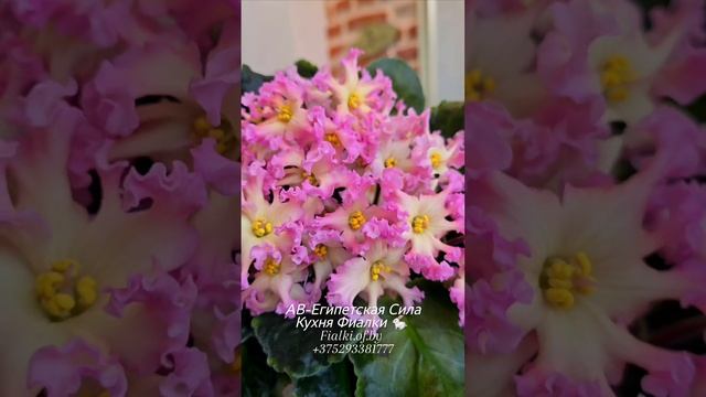 Фиалка АВ-Египетская Сила 🐇🌸 - вытянутые лепестки "звезд" и чудесное сочетание жёлтого