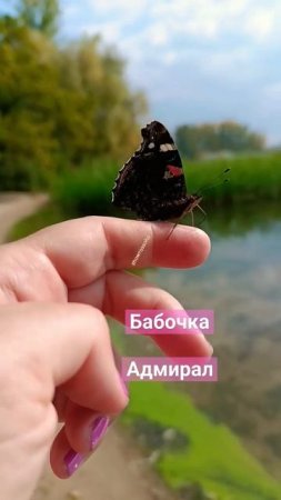 Йоу, адмирал, на моей руке ищет нектар!#shorts-RUTUBE