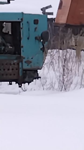 Бесстрашная косуля 🦌