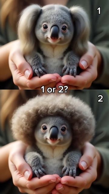 1 or 2? #cute #koala #animals #funny смотреть онлайн