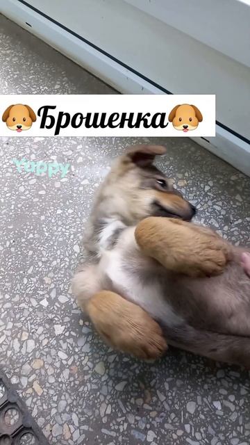 #собакалучшийдругчеловека #домашнийпитомец #собакалюбимая #pet #собакакомпаньон #собакалучшийдруг #f