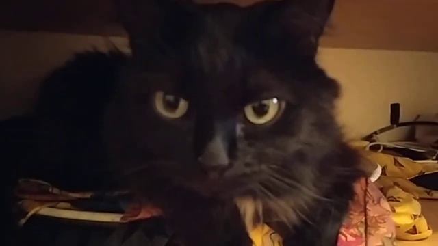 Консенсус котов по итогам драк