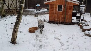 Лиса-Алиса. Лиса узнала, что Макс нашел ее запасы.