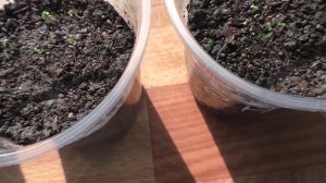 Всходы клубники из семян