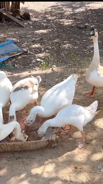 Geese and ducks eat rice part 07. #goose #animals #duck #duckfamily #babyduck #littleducks #nature смотреть онлайн