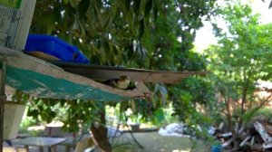 Con Thằn Lằn |4K