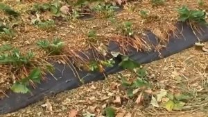 Обрезка побегов клубники