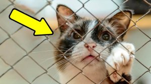 Семья бросила кота одного в холодном и чужом месте. Что произошло с ним дальше, Вы не поверите!