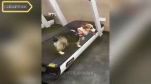 Самые смешные животные 😂 Приколы с котами и собаками 2025 😺🐶