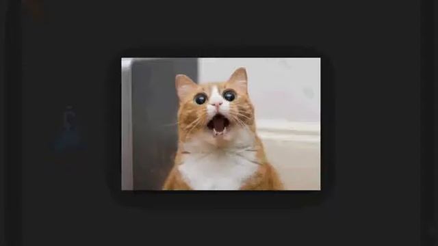 Cat Dream Pig Кот и Сон смотреть онлайн