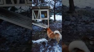 Клетка для кроликов своими руками