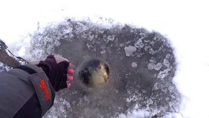 ДУМАЛ КРУПНЫЙ ОКУНЬ, А ТАМ...