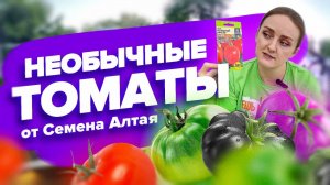 НЕОБЫЧНЫЕ ТОМАТЫ от Семена Алтая