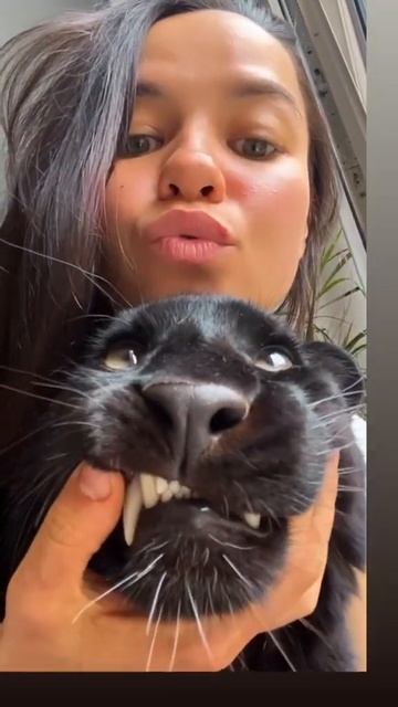 Luna is a very busy panther смотреть онлайн