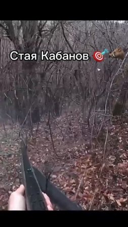 Охота на Кабанов 🐗🎯